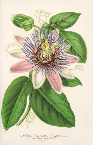 Passiflora Imperatrice Eugenie Oil painting by Charles Antoine Lemaire