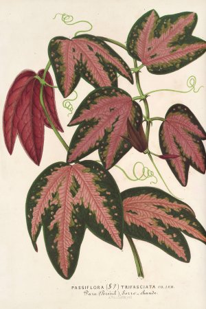 Passiflora trifasciata by Charles Antoine Lemaire Oil Painting