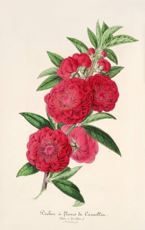 Pecher a fleurs de Camellia by Charles Antoine Lemaire Oil Painting