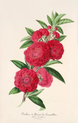 Pecher a fleurs de Camellia by Charles Antoine Lemaire Oil Painting