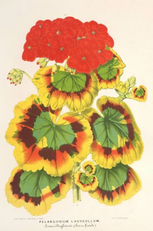 Pelargonium zonale, var. Lady Collum by Charles Antoine Lemaire Oil Painting
