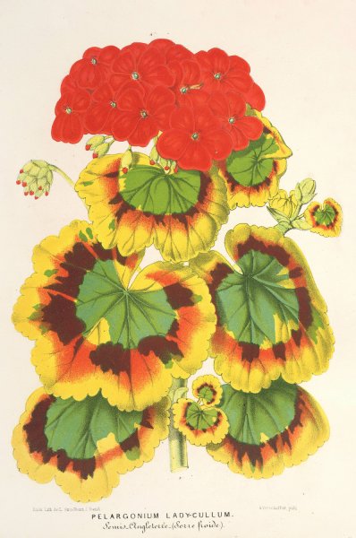 Pelargonium zonale, var. Lady Collum  by Charles Antoine Lemaire - Hand-Painted Oil Painting Reproduction
