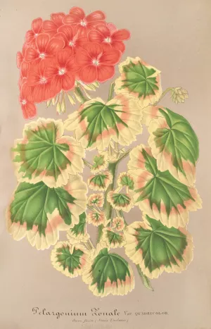 Pelargonium zonale, var. quadricolor by Charles Antoine Lemaire Oil Painting