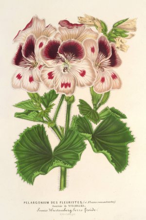 Pelargonium by Charles Antoine Lemaire Oil Painting