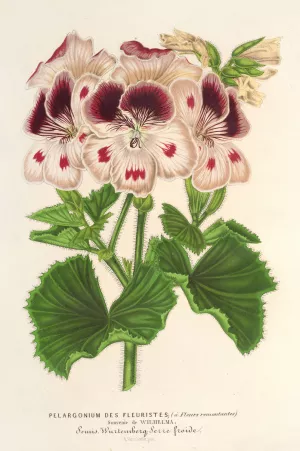 Pelargonium by Charles Antoine Lemaire Oil Painting
