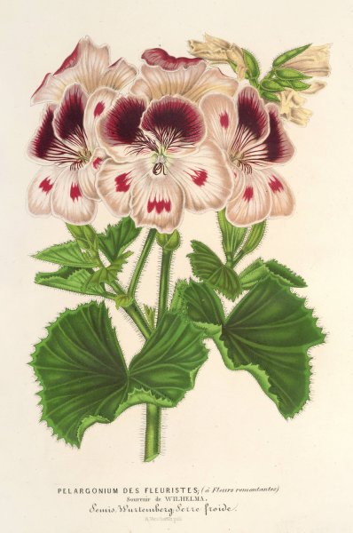 Pelargonium  by Charles Antoine Lemaire - Hand-Painted Oil Painting Reproduction