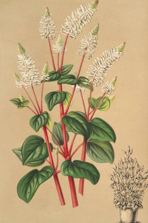 Peperomia resedaeflora by Charles Antoine Lemaire Oil Painting