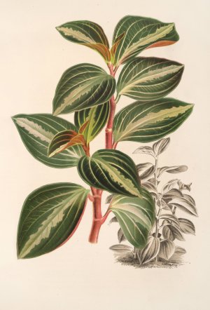 Peperomia velutina Oil painting by Charles Antoine Lemaire