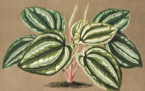 Peperomia Verschaffeltii by Charles Antoine Lemaire Oil Painting