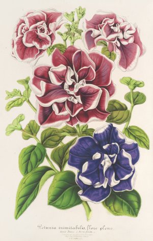 Petunia inimitabilis Oil painting by Charles Antoine Lemaire