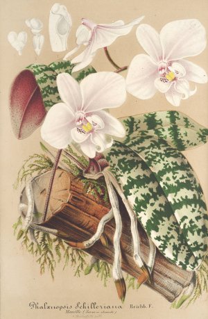 Phalaenopsis Schilleriana by Charles Antoine Lemaire Oil Painting