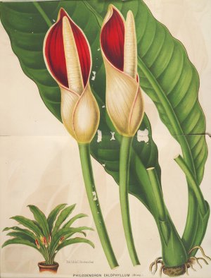 Philodendron calophyllum Oil painting by Charles Antoine Lemaire