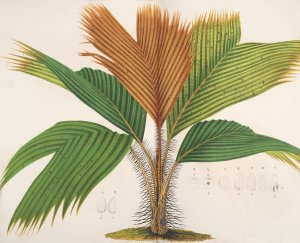 Phonicophorium Sechellarum Oil painting by Charles Antoine Lemaire