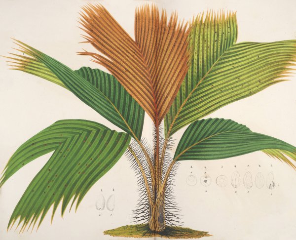 Phonicophorium Sechellarum  by Charles Antoine Lemaire - Hand-Painted Oil Painting Reproduction