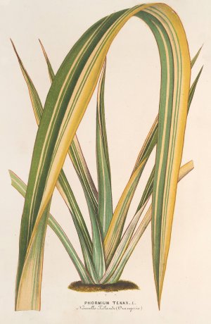 Phormium tenax fol. var Oil painting by Charles Antoine Lemaire