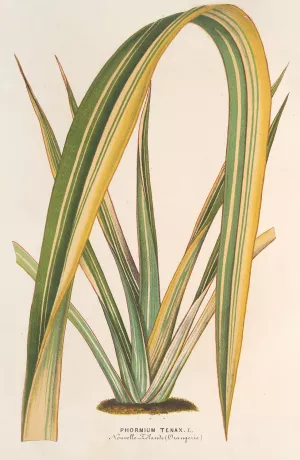 Phormium tenax fol. var by Charles Antoine Lemaire Oil Painting