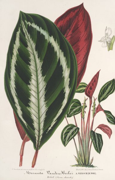 Phrynium  by Charles Antoine Lemaire - Hand-Painted Oil Painting Reproduction