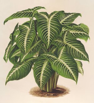 Phyllotonium Lindeni by Charles Antoine Lemaire Oil Painting