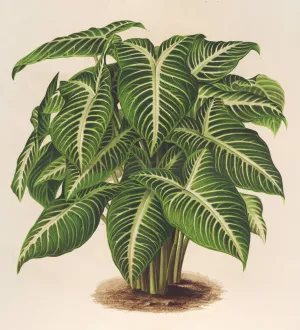 Phyllotonium Lindeni Oil painting by Charles Antoine Lemaire