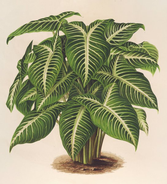 Phyllotonium Lindeni  by Charles Antoine Lemaire - Hand-Painted Oil Painting Reproduction