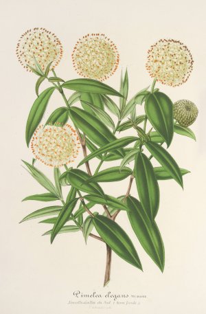 Pimelea elegans by Charles Antoine Lemaire Oil Painting
