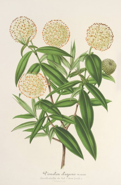 Pimelea elegans  by Charles Antoine Lemaire - Hand-Painted Oil Painting Reproduction