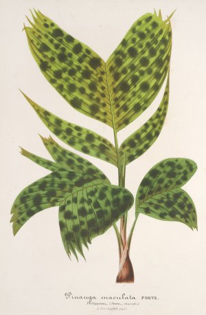 Pinanga maculata by Charles Antoine Lemaire Oil Painting