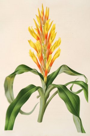 Pitcairnia Andreana by Charles Antoine Lemaire Oil Painting