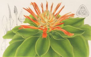 Pitcairnia tabulaeformis Oil painting by Charles Antoine Lemaire