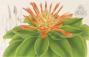 Pitcairnia tabulaeformis Oil painting by Charles Antoine Lemaire
