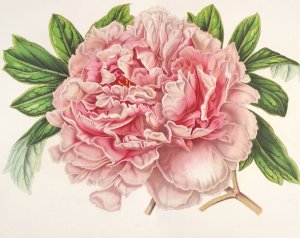 Pivoine Alexandre II by Charles Antoine Lemaire Oil Painting