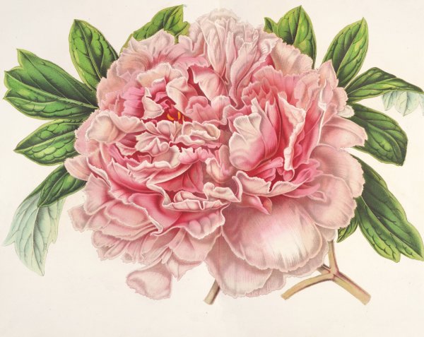 Pivoine Alexandre II  by Charles Antoine Lemaire - Hand-Painted Oil Painting Reproduction