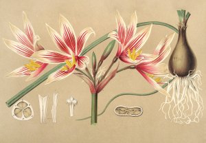 Placea grandiflora by Charles Antoine Lemaire Oil Painting