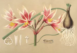 Placea grandiflora Oil painting by Charles Antoine Lemaire