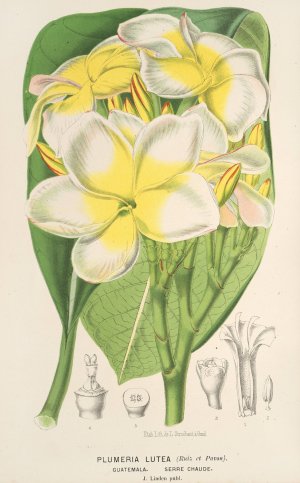 Plumeria lutea by Charles Antoine Lemaire Oil Painting