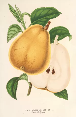 Poire beurre de Fromentel Oil painting by Charles Antoine Lemaire