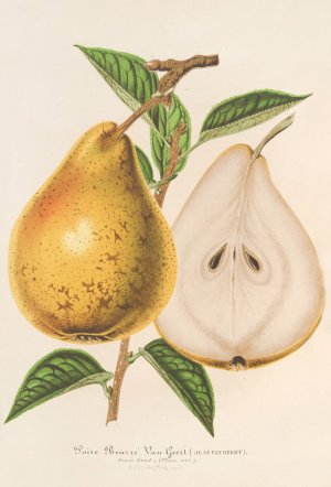 Poire Beurre Jean Van Geert by Charles Antoine Lemaire Oil Painting