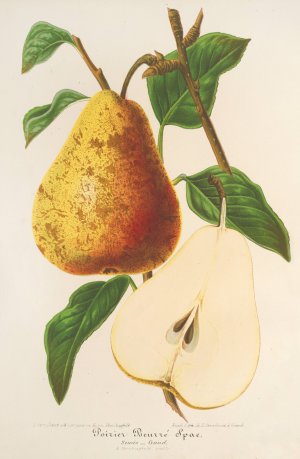 Poire Beurre Spae by Charles Antoine Lemaire Oil Painting