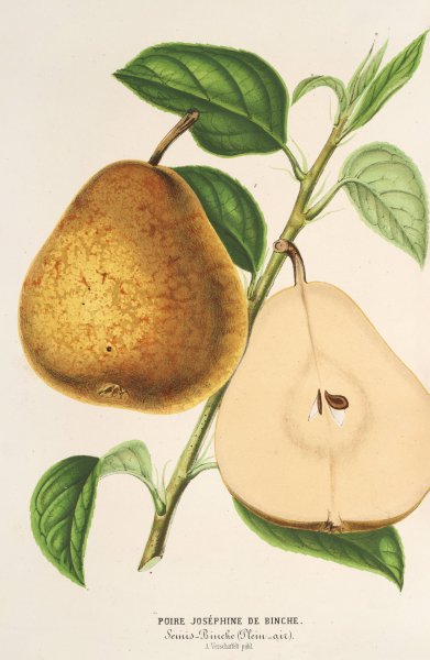 Poire Josephine de Binche  by Charles Antoine Lemaire - Hand-Painted Oil Painting Reproduction