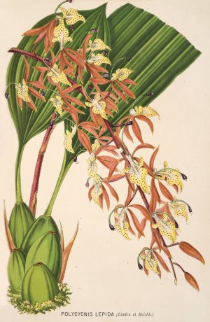 Polycycnis lepida by Charles Antoine Lemaire Oil Painting