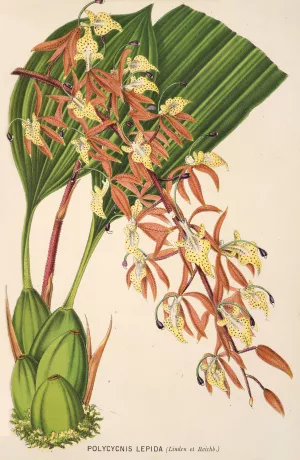Polycycnis lepida by Charles Antoine Lemaire Oil Painting
