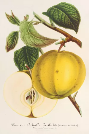Pomme by Charles Antoine Lemaire Oil Painting