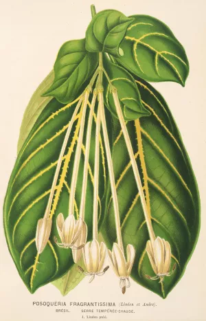 Posoqueria fragrantissima by Charles Antoine Lemaire Oil Painting