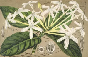 Posoqueria multiflora by Charles Antoine Lemaire Oil Painting