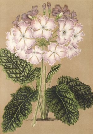 Primula cortusoides var. grandiflora by Charles Antoine Lemaire Oil Painting