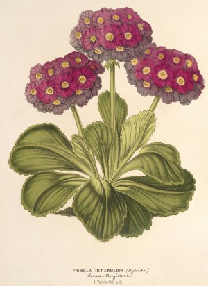 Primula intermedia Oil painting by Charles Antoine Lemaire