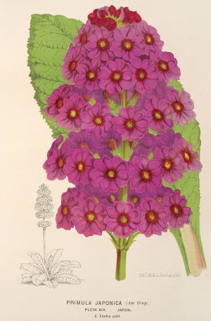 Primula Japonica Oil painting by Charles Antoine Lemaire