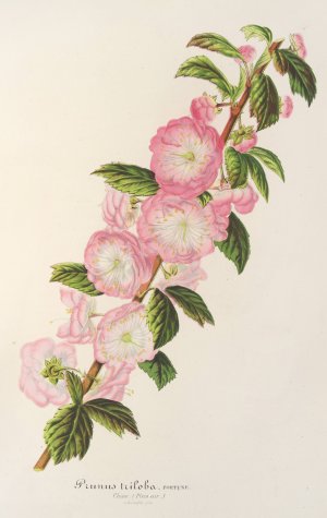 Prunus triloba by Charles Antoine Lemaire Oil Painting