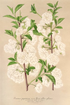 Prunus by Charles Antoine Lemaire Oil Painting