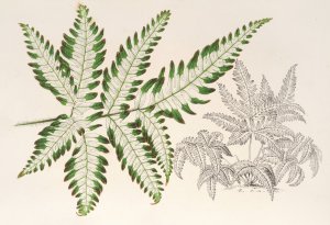 Pteris argyrea Oil painting by Charles Antoine Lemaire